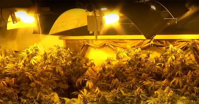 Lopott árammal termesztettek drogot