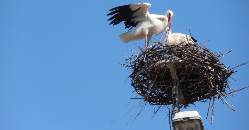 Tavaszig tehetők biztonságossá a villanyoszlopokon lévő gólyafészkek
