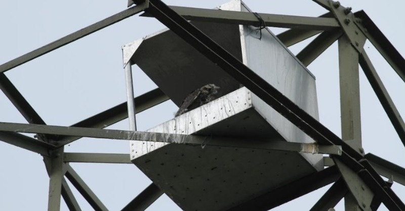 A nagyfeszültségű hálózat fém traverzein költ az év madara